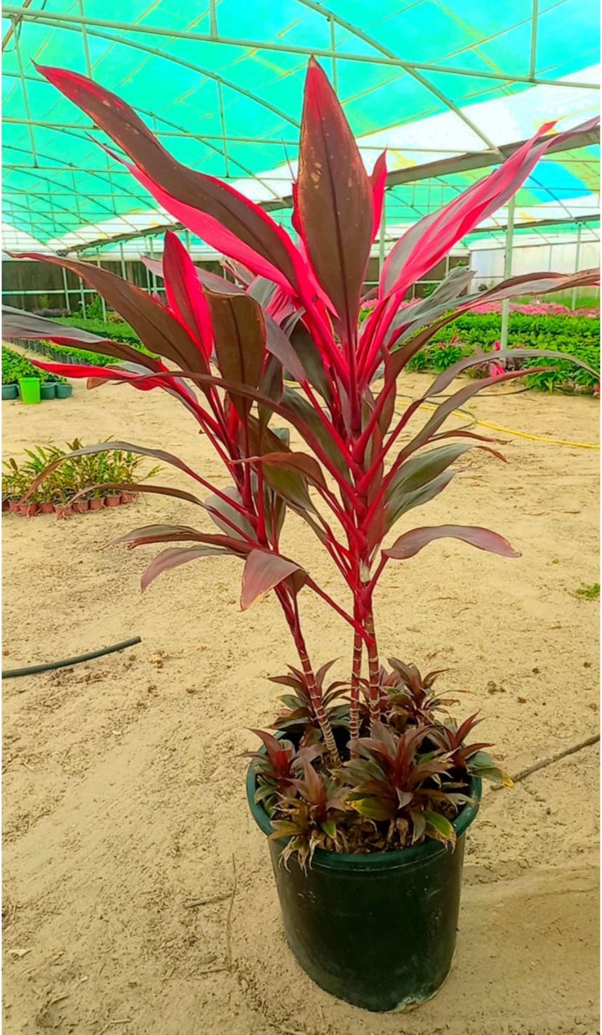 دارسينا حمراء كوردلينا