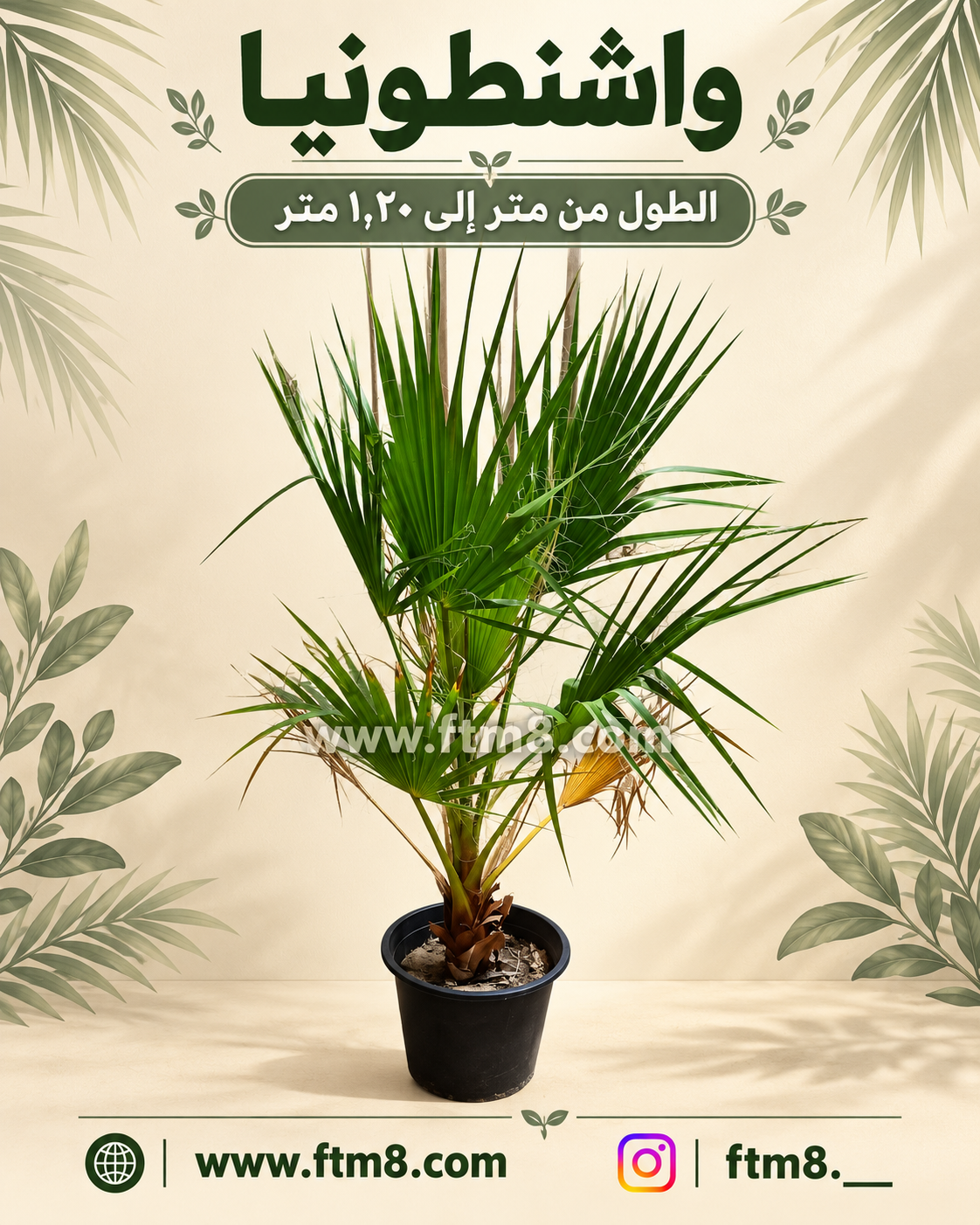 واشنطونيا 