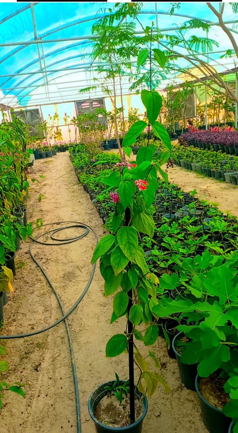 ياسمين احمر متسلق